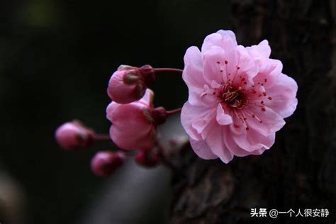 花中四君子的象徵意義|梅蘭竹菊「四君子」象徵的意義